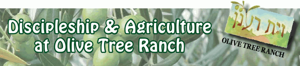 olive-tree-article-title