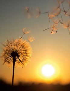 dandelion