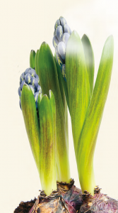 hyacinth